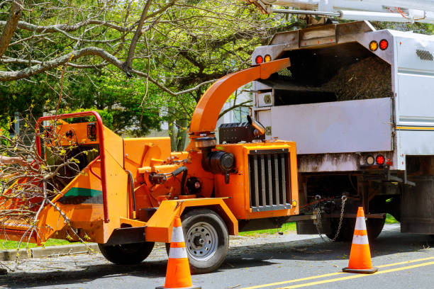 Best Tree Clearing Services  in Hertford, NC